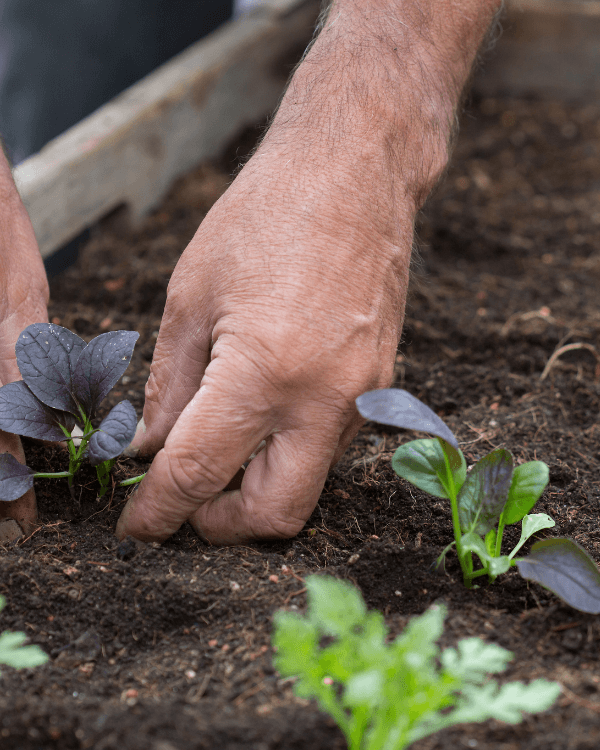 LAL – Kurse – Gemüse der Zukunft Gemüse der Zukunft